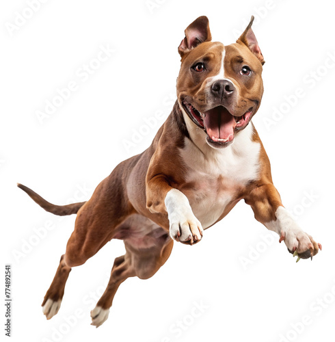 American staffordshire terrier running and jumping isolated on transparent background