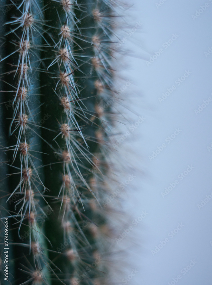Cactus needles in macro on a white background Cactus needles in macro on a white background