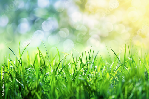 Sunlit bokeh background against dew-covered grass