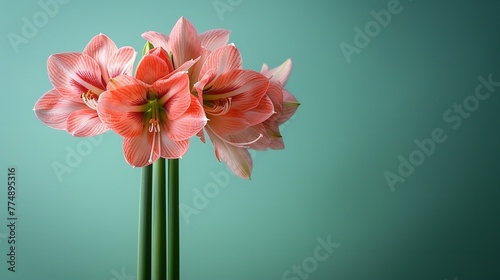 Array of pink amaryllis flowers embellishing a deep green backdrop lovely flowers to adorn the home and space  Generative AI.
