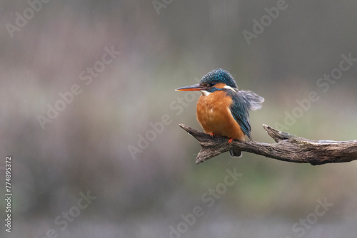 Of a kingfisher bird perched on a tree branch with selective focus