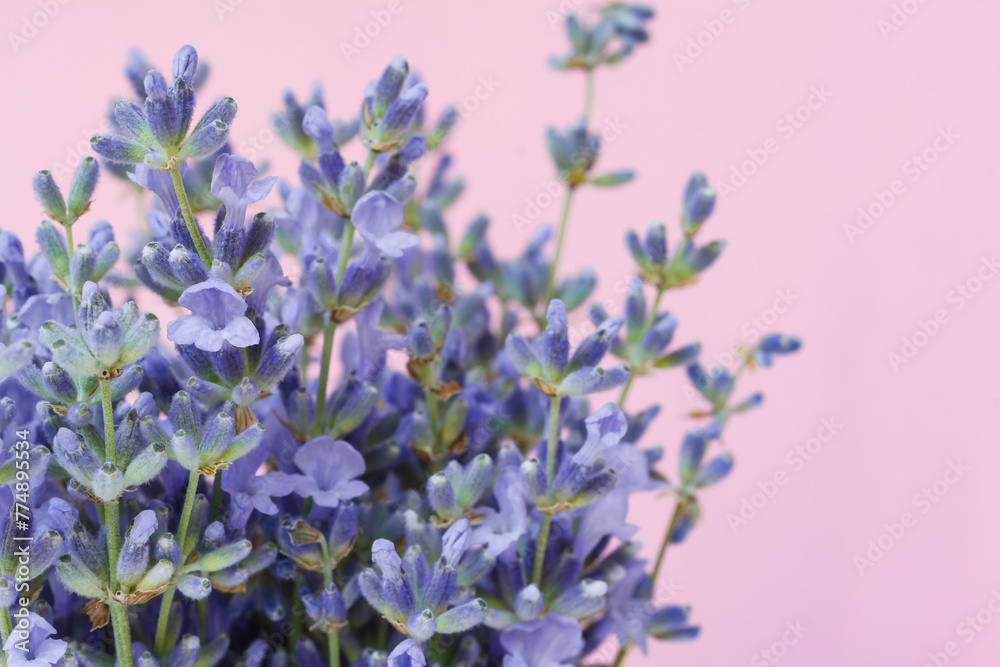 Fototapeta premium Bunch of lavender on a pink background