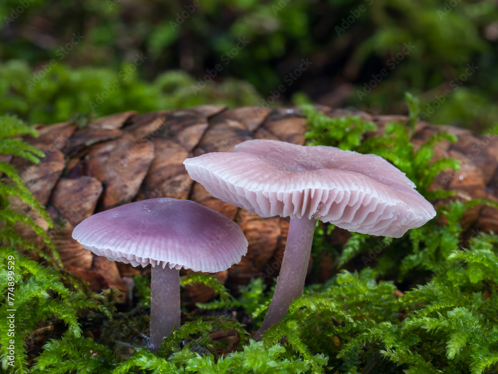 Lilac bonnet mushrooms (Mycena pura) in the forest, with a spruce cone in the background. Close-up shot. Lilac bonnet mushrooms (Mycena pura) in the forest, with a spruce cone in the background. Close-up shot.