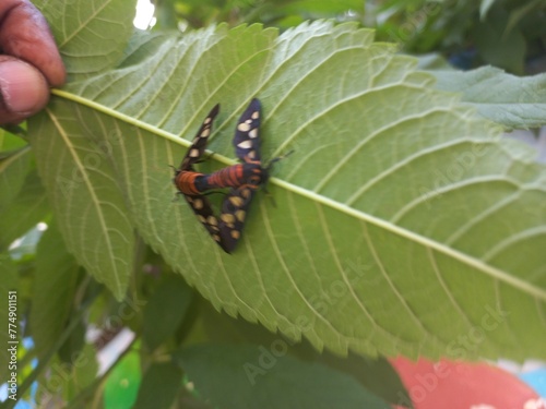 Angustipenna,Eressa Fly Sitting on a Green Leaf,Eressa is a genus of moths in the family Erebidae.Eressa angustipenna, the black-headed wasp moth, is a moth