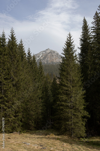 Fototapeta Naklejka Na Ścianę i Meble -  mountain landscape, pine trees, tall trees against the backdrop of mountains, Chochołowska Valley, Tatras
