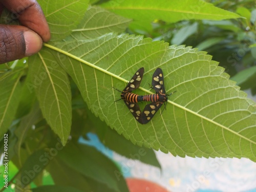 Angustipenna,Eressa Fly Sitting on a Green Leaf,Eressa is a genus of moths in the family Erebidae.Eressa angustipenna, the black-headed wasp moth, is a moth © lakhan
