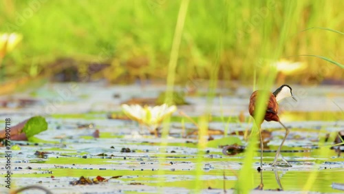 Two African Jacana (Actophilornis africanus) foraging on a lake photo
