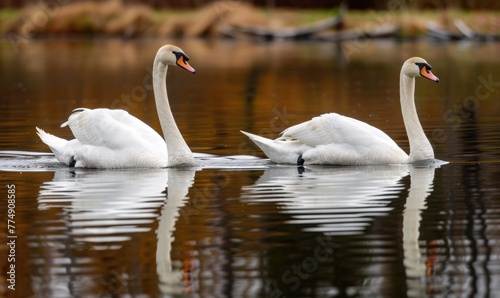 Fototapeta Naklejka Na Ścianę i Meble -  A pair of swans gliding gracefully across the glassy surface of a spring lake