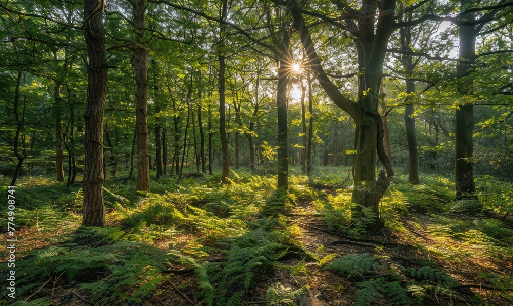 A peaceful woodland scene with sunlight filtering through the trees