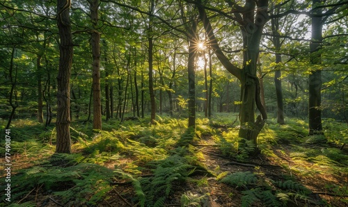 A peaceful woodland scene with sunlight filtering through the trees