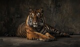 A Sumatran tiger lounging in a relaxed pose against a studio backdrop