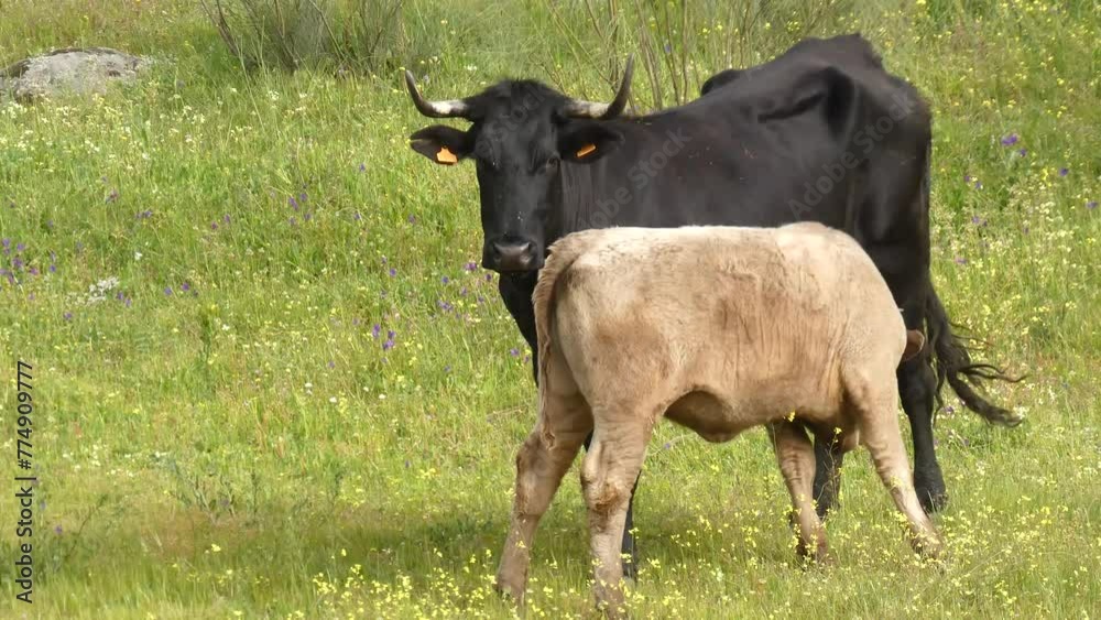 Serene landscape of Avilanian cows and mixed calves grazing in the lush and green Extremadura pasture, near a swamp. Extensive livestock business.Calf suckling from its mother Serene landscape of Avilanian cows and mixed calves grazing in the lush and green Extremadura pasture, near a swamp. Extensive livestock business.Calf suckling from its mother