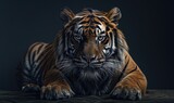 A Javan tiger portrait on black background