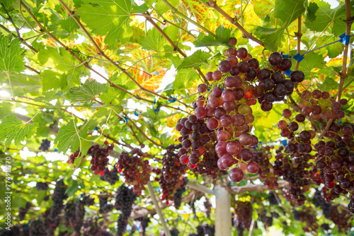 Red grape on vine tree branch botanical garden