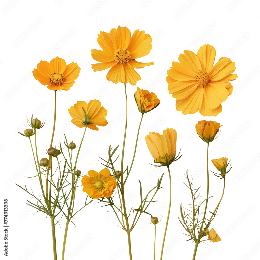 Yellow flowers in vase on Transparent Background