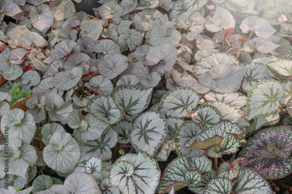 Obraz premium Beautiful Begonias Leaves plants pattern for nature background.