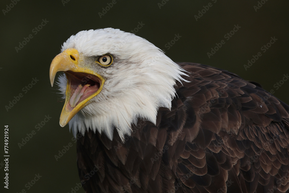 Fototapeta premium A portrait of a Bald Eagle calling out loud 