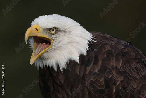 A portrait of a Bald Eagle calling out loud
