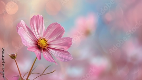 Pink Flower With Blurry Background