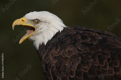 A portrait of a Bald Eagle calling out loud with its nictating membrane protecting its eye 