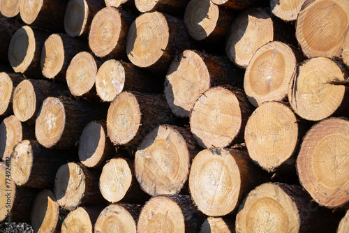 Pile of cut wooden logs, wood industry