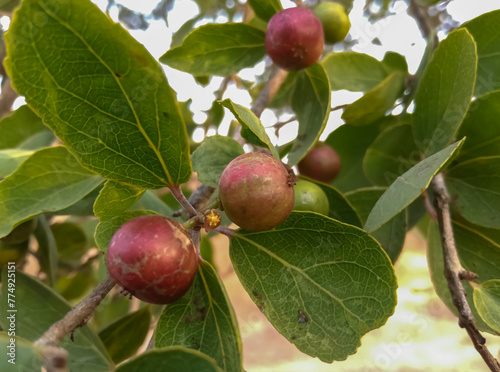 Flacourtia indica fruits in the jungle photo