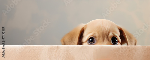 Cute little dog looks from the corner above table. copy space for text photo