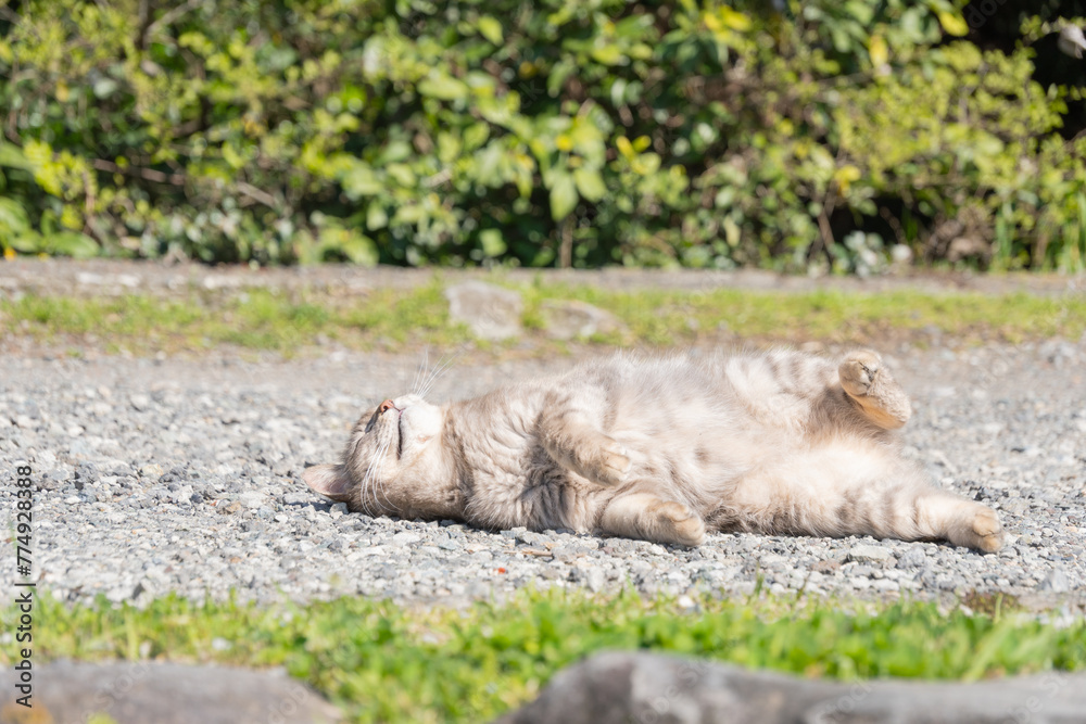 自然公園砂利の上でごろごろしながら大きなあくびをしたり伸びをしてるサバトラ柄の野良猫 自然公園砂利の上でごろごろしながら大きなあくびをしたり伸びをしてるサバトラ柄の野良猫