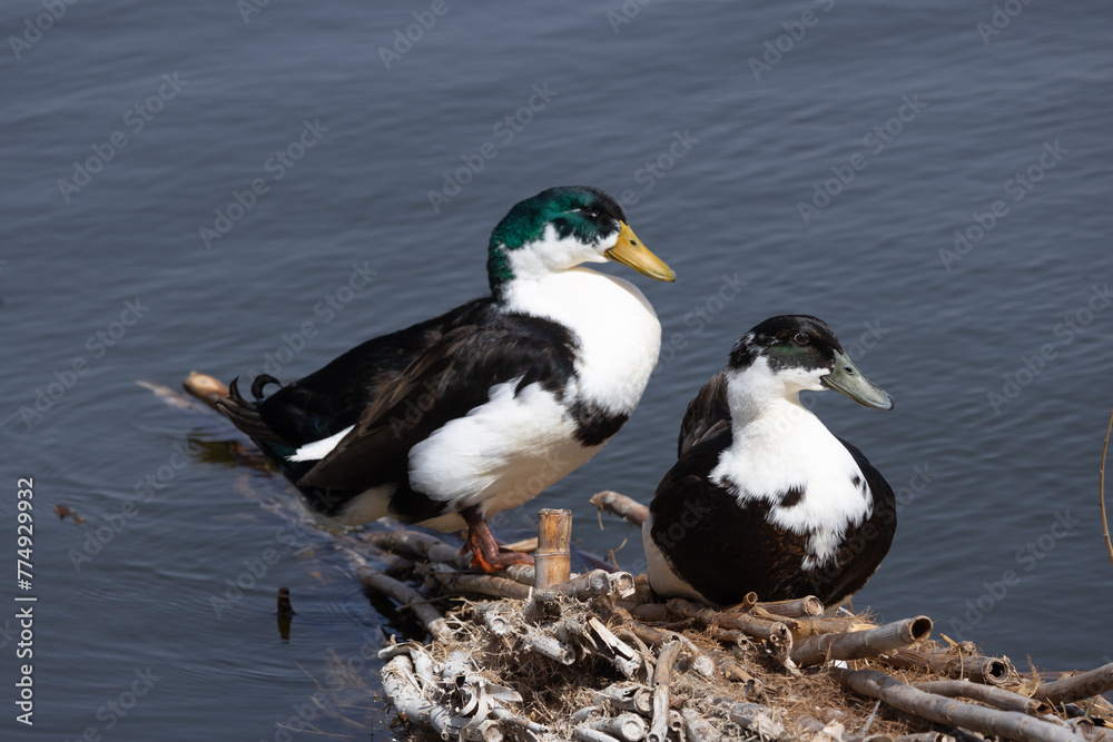 duck, water, bird, nature, lake, wildlife, animal, swimming, pond, mallard, feather, birds, wild, swim, beak, waterfowl, river, blue, grebe, ducks, reflection, brown, feathers, wing duck, water, bird, nature, lake, wildlife, animal, swimming, pond, mallard, feather, birds, wild, swim, beak, waterfowl, river, blue, grebe, ducks, reflection, brown, feathers, wing