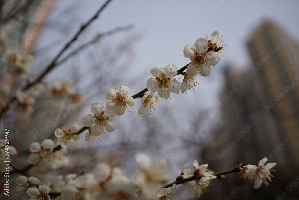 plum blossom in the spring, closeup of white flowers plum blossom in the spring, closeup of white flowers