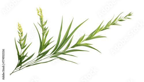 green grass plant isolated on transparent background cutout