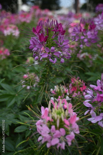 Spiny spiderflower after the rain in a park of Da Lat  Viet Nam.