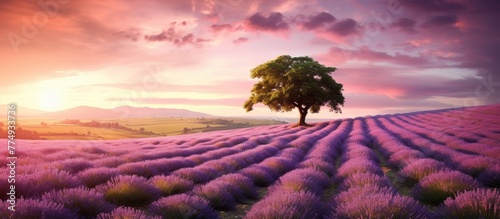 A scenic view of a solitary tree standing in the center of a beautiful lavender field, surrounded by purple blooms
