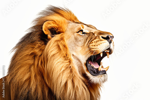 A lion with its mouth open wide  showcasing its impressive teeth and powerful roar.