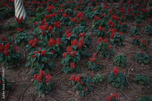 Red sage Piccolo grow in a park of Da Lat, Viet Nam photo