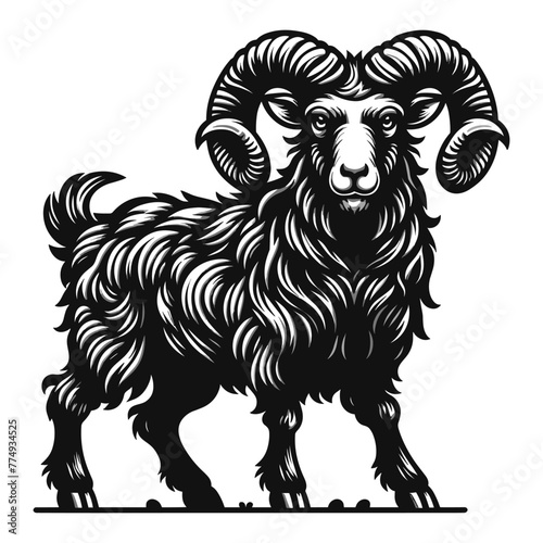 Horned ram bighorn sheep full body vector illustration, animal livestock, farm pet, agriculture concept, butchery meat shop element design isolated on white background