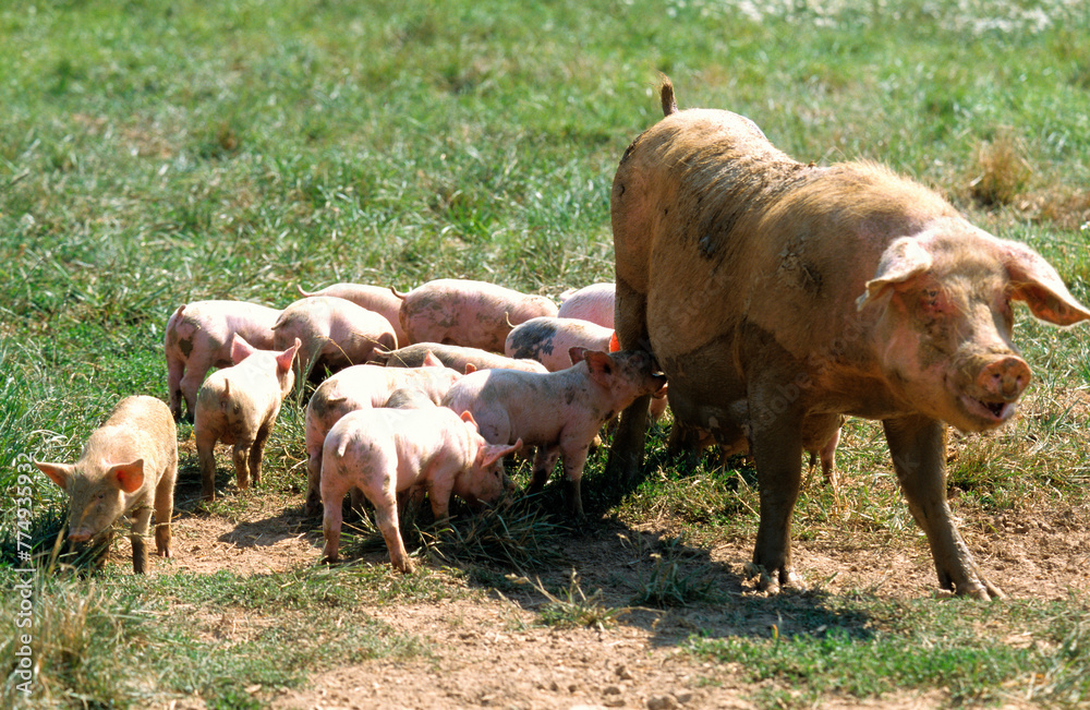 Porc, Cochon, truie, porcelet, Sus domesticus