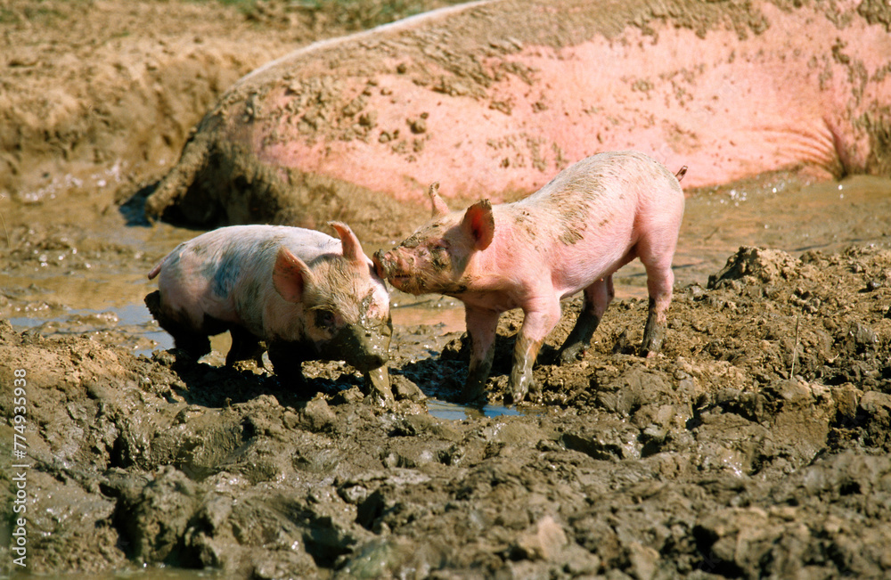 Porc, Cochon, truie, porcelet, Sus domesticus Porc, Cochon, truie, porcelet, Sus domesticus