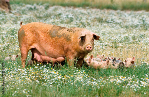 Porc, Cochon, truie, porcelet, Sus domesticus © JAG IMAGES