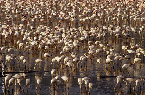 Flamant nain, phoenicopterus minor, Lesser Flamingo, colonie, nids,  parc national du lac Bogoria, Kenya photo