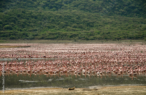 Flamant nain, phoenicopterus minor, Lesser Flamingo, colonie,  parc national du lac Bogoria, Kenya photo