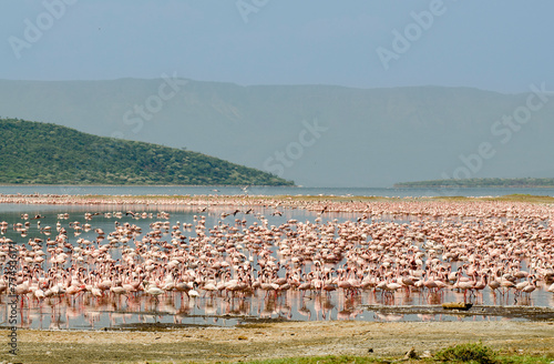 Flamant nain, phoenicopterus minor, Lesser Flamingo, colonie, parc national du lac Bogoria, Kenya