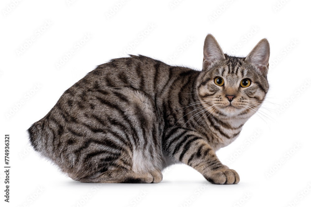 Gorgeous young Kurilian Bobtail cat kitten, laying side ways. Looking towards camera. isolated on a white background.