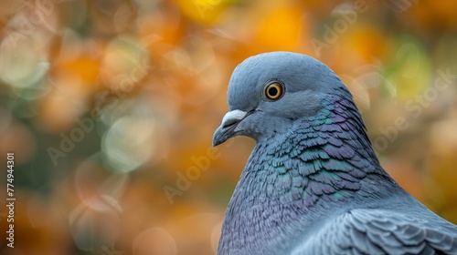 Indian Pigeon OR Rock Dove - The rock dove, rock pigeon, or common pigeon is a member of the bird family Columbidae. In common usage, this bird is often simply referred to as pigeon.