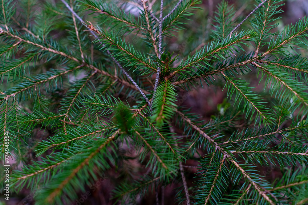Pine trees on mountainous terrain, incredible scenery Pine trees on mountainous terrain, incredible scenery