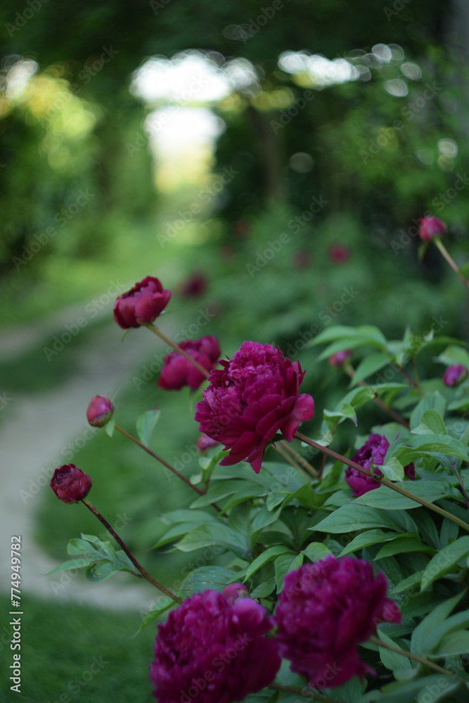 Amaranth peonies on bokeh green garden background, blooming peonies flowers in summer garden, by manual Helios lens, swirly bokeh.