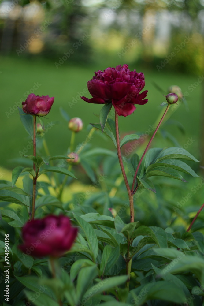 Amaranth peonies on bokeh green garden background, blooming peonies flowers in summer garden, by manual Helios lens. Amaranth peonies on bokeh green garden background, blooming peonies flowers in summer garden, by manual Helios lens.
