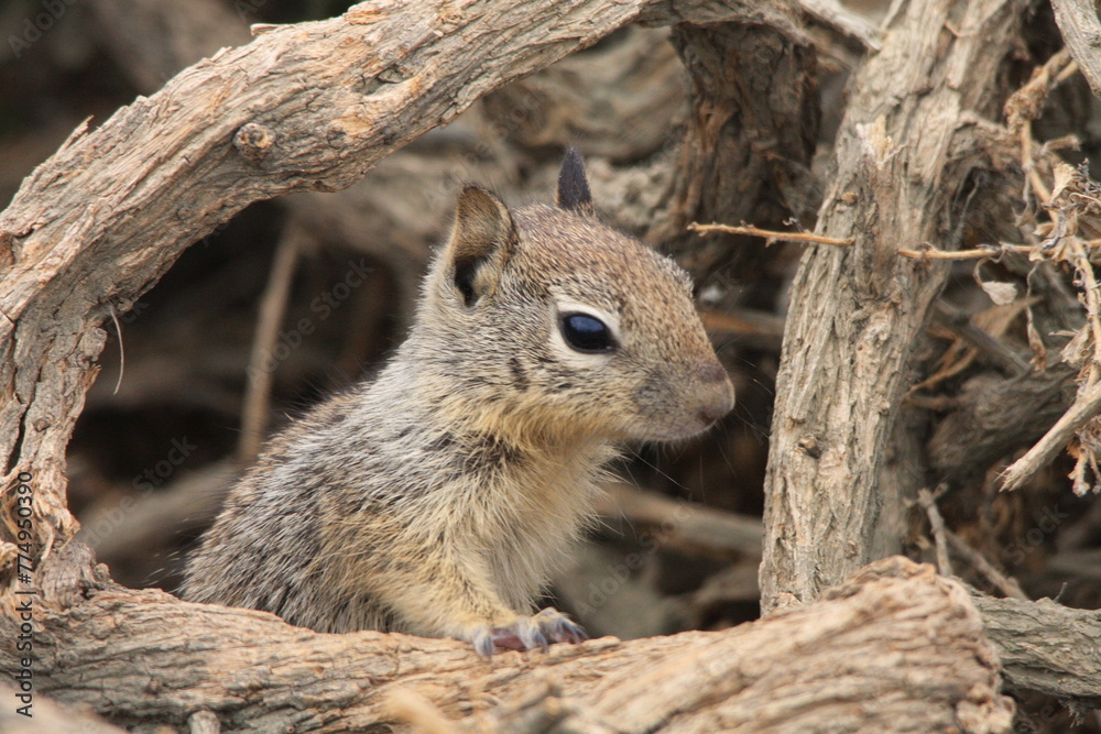 Le Spermophile de Californie appelé aussi l'écureuil terrestre de Californie Le Spermophile de Californie appelé aussi l'écureuil terrestre de Californie