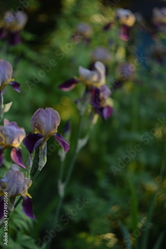 Pink-purple iris germanica flowers in garden, on bokeh garden background, soft focus by manual Helios lens.
