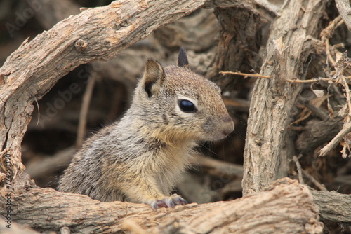 Le Spermophile de Californie appelé aussi l'écureuil terrestre de Californie photo